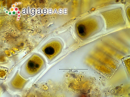 Microspora crassior (Hansgirg) Hazen