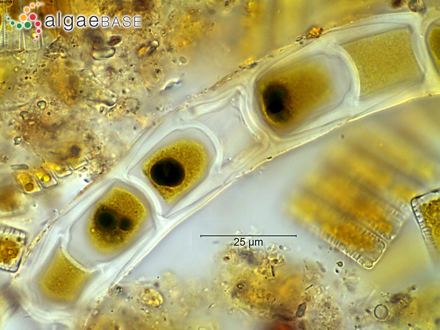 Microspora crassior (Hansgirg) Hazen