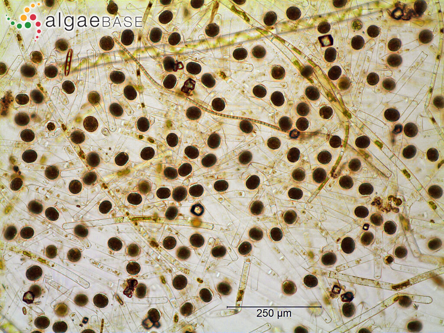 Mougeotia parvula Hassall