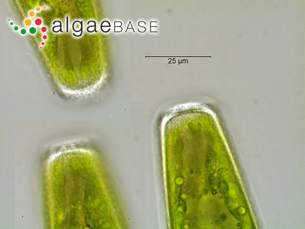 Pleurotaenium crenulatum (Ehrenberg ex Ralfs) Rabenhorst