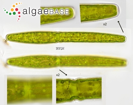 Pleurotaenium trabecula Nägeli