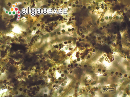 Sargassum tenue var. gardneri Grunow