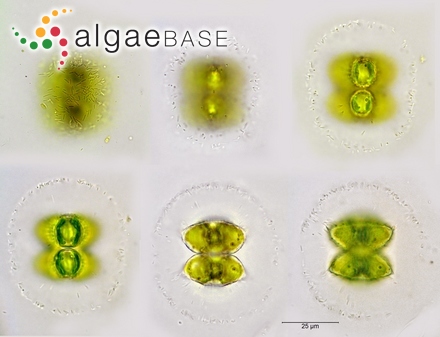 Staurastrum avicula Brébisson