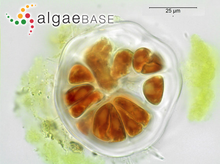 Bangia atropurpurea (Mertens ex Roth) C.Agardh