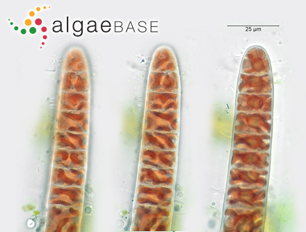 Bangia atropurpurea (Mertens ex Roth) C.Agardh