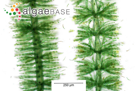 Siphonocladus brachyartrus Svedelius