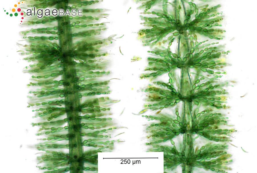 Paludicola turfosa (Bory) M.L.Vis & Necchi