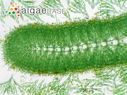 Cladophoropsis voluticola (Hariot) Børgesen