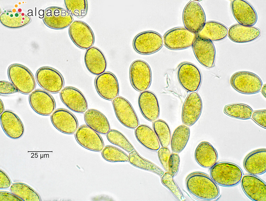 Lemanea fluviatilis (Linnaeus) C.Agardh