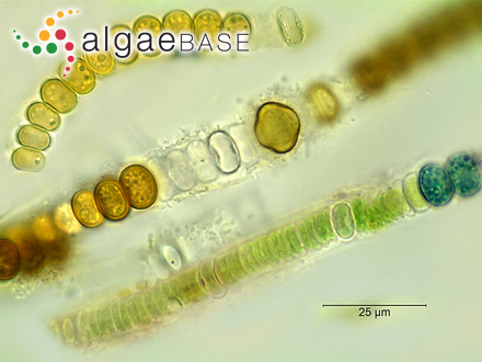 Nodularia spumigena Mertens ex Bornet & Flahault