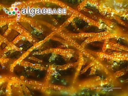 Lithoderma antarcticum Skottsberg
