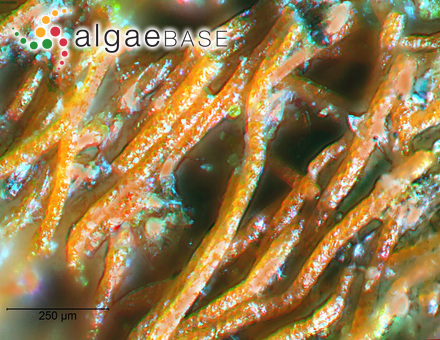 Cladostephus hariotii Sauvageau
