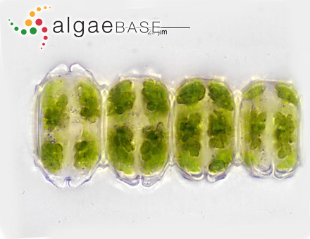 Desmidium grevillei (Kützing ex Ralfs) De Bary