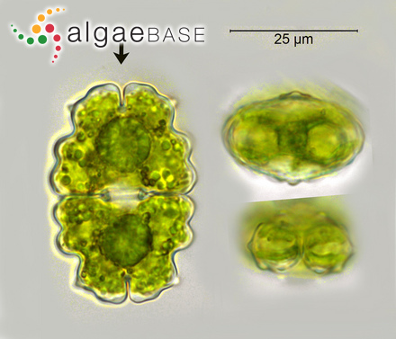 Melobesia hapalidioides P.Crouan & H.Crouan
