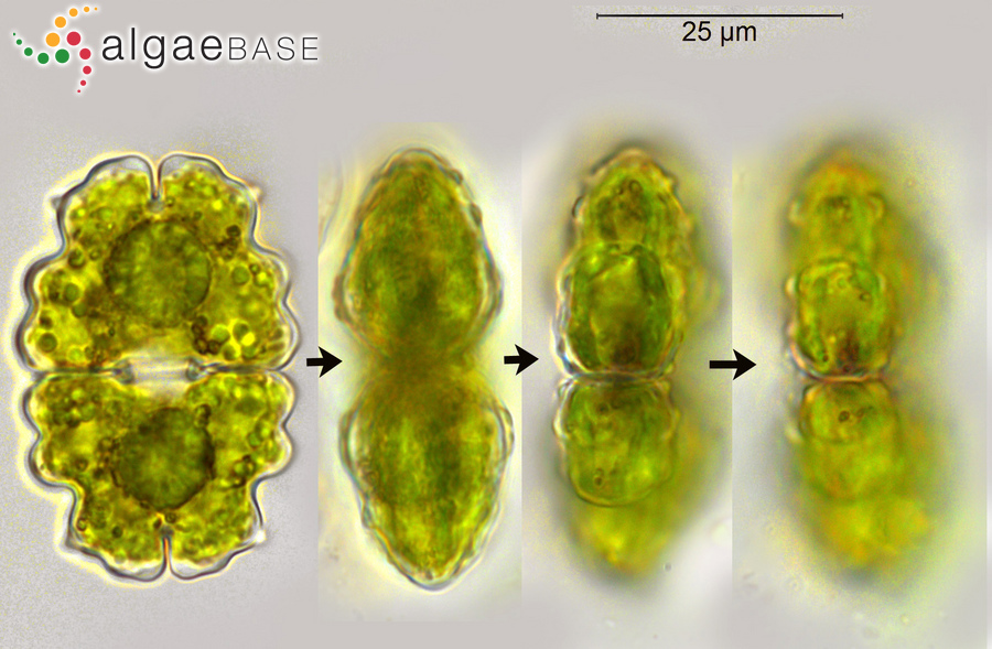 Euastrum bidentatum Nägeli