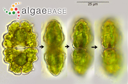 Tenarea hapalidioides (P.L.Crouan& H.M.Crouan) W.H.Adey & P.J.Adey