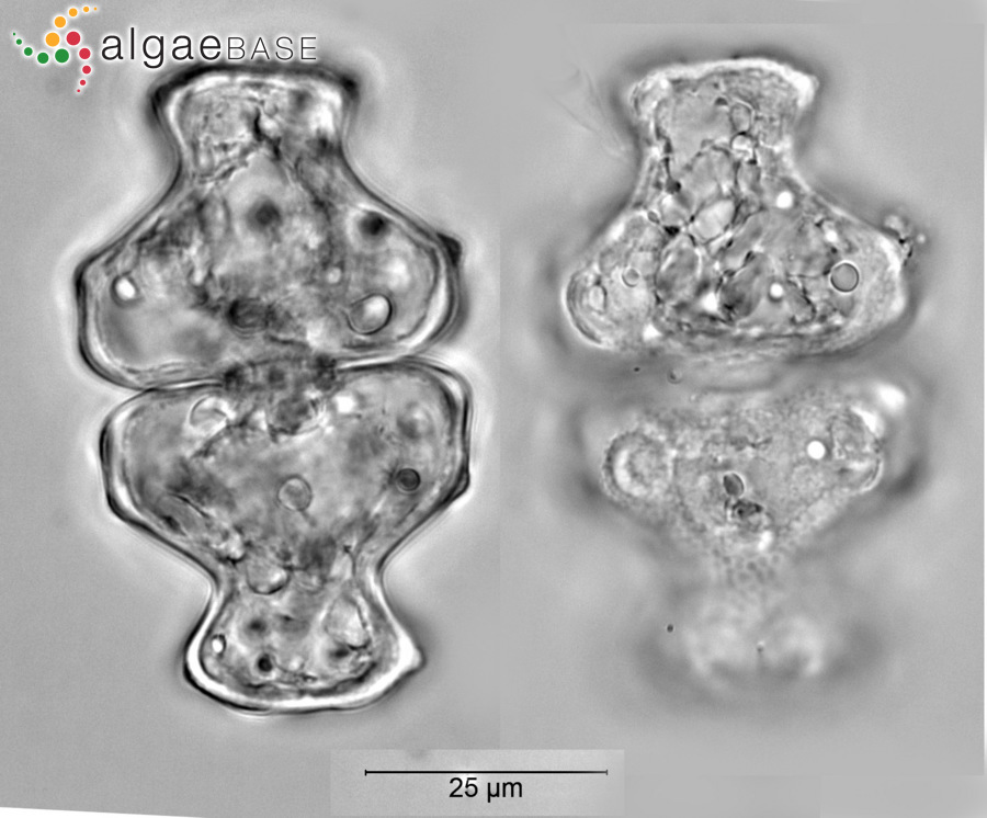 Euastrum pectinatum Brébisson ex Ralfs