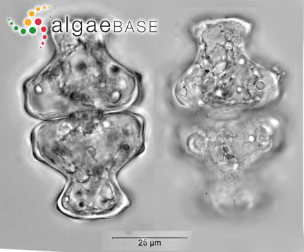 Euastrum pectinatum Brébisson ex Ralfs