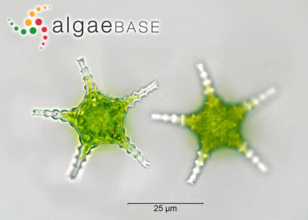 Staurastrum arachne Ralfs ex Ralfs