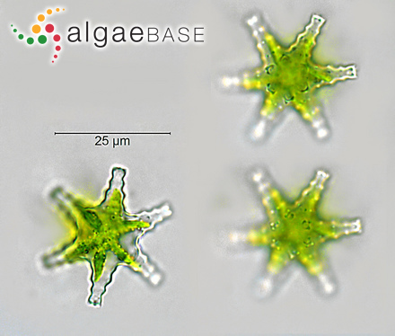 Staurastrum margaritaceum Meneghini ex Ralfs