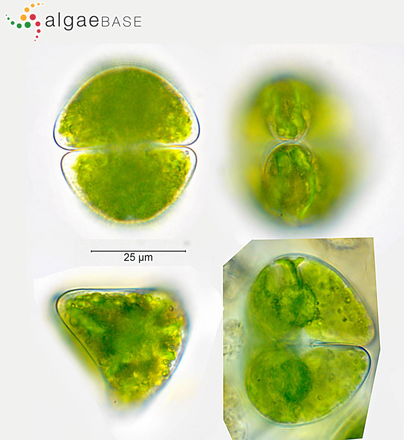 Staurastrum orbiculare Meneghini ex Ralfs