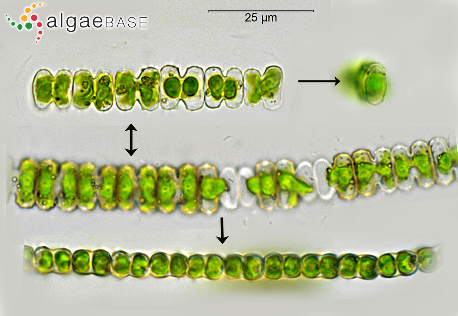 Teilingia granulata (J.Roy & Bisset) Bourrelly