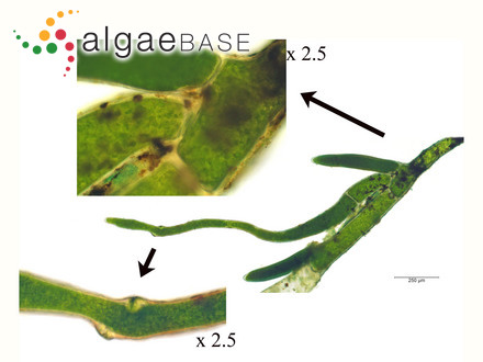 Aegagropila brownii (Dillwyn) Kützing