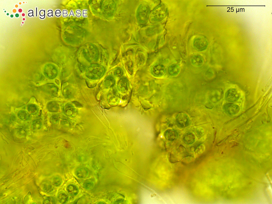 Botryococcus braunii Kützing