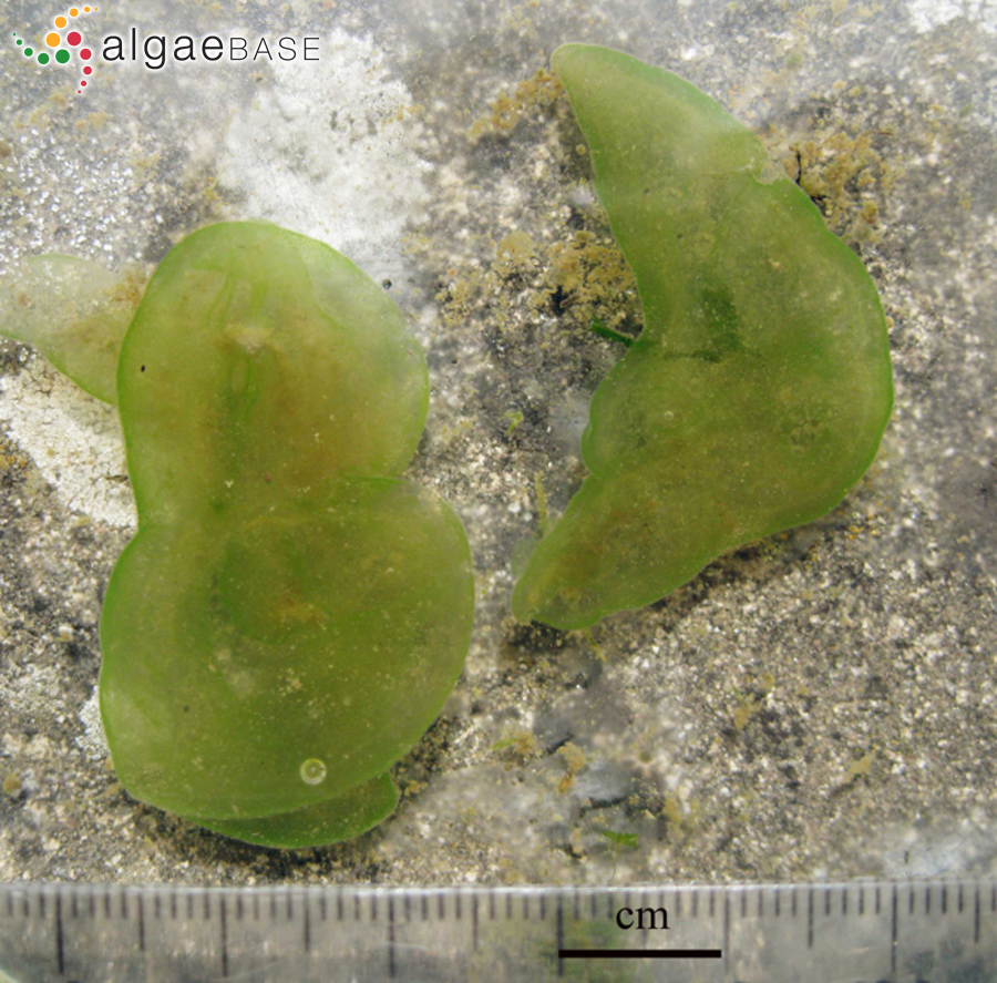 Choricystis parasitica (K.Brandt) Pröschold & Darienko