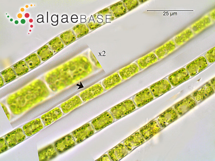 Microspora abbreviata (Rabenhorst) Lagerheim