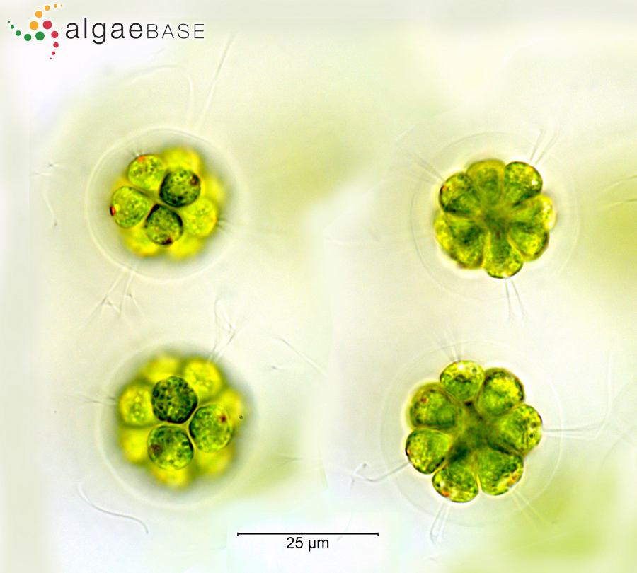 Pandorina morum (O.F.Müller) Bory