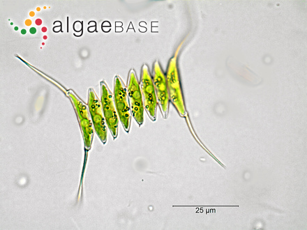 Desmodesmus protuberans (F.E.Fritsch & M.F.Rich) E.Hegewald