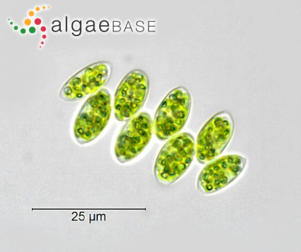 Scenedesmus obtusus var. apiculatus (West & G.S.West) P.M.Tsarenko
