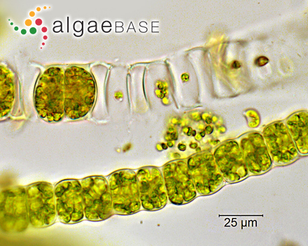 Ulothrix zonata (F.Weber & Mohr) Kützing