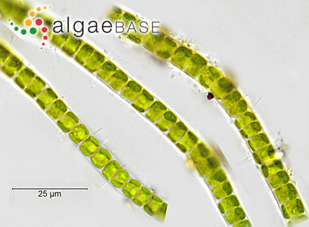 Ulothrix tenerrima (Kützing) Kützing