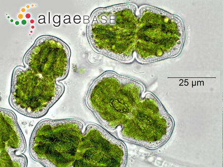 Cosmarium integrum (P.Lundell) Coesel & Meesters