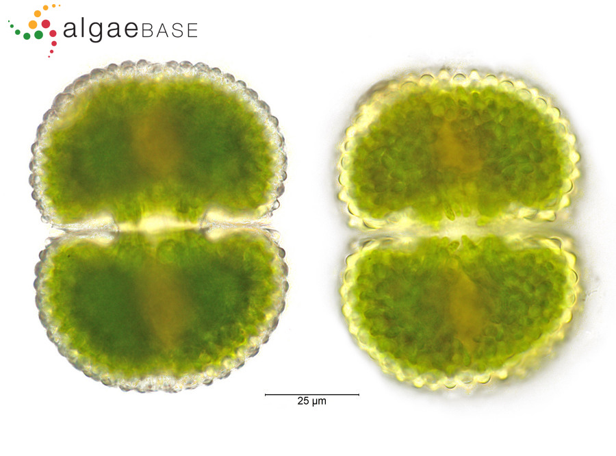 Cosmarium margaritatum (P.Lundell) J.Roy & Bisset