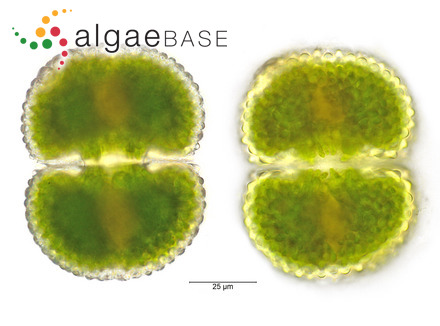 Cosmarium margaritatum (P.Lundell) J.Roy & Bisset