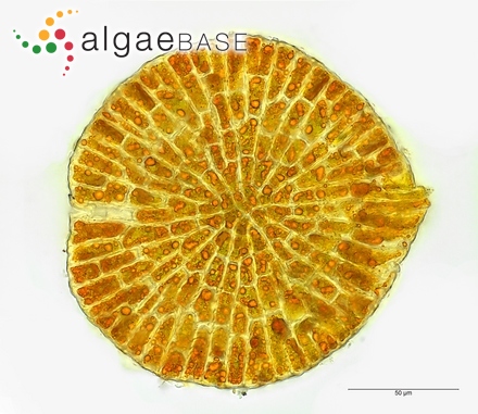 Entocladia robusta var. valoniopsidis A.B.Cribb