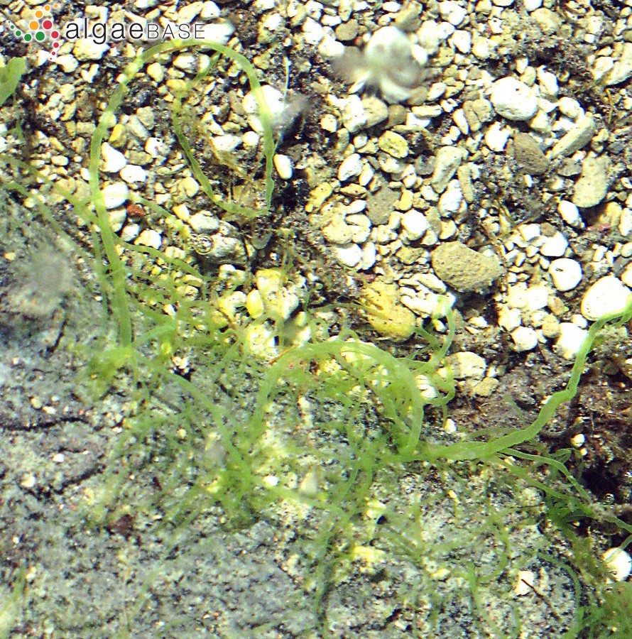 Tetraspora cylindrica (Wahlenberg) C.Agardh