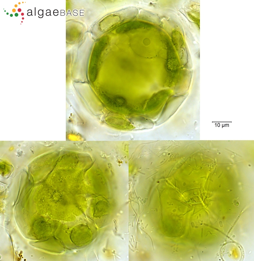 Coleochaete pulvinata A.Braun