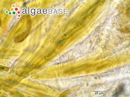 Dichothrix gypsophila Bornet & Flahault