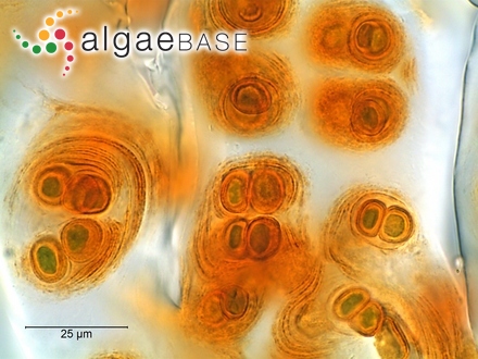 Gloeocapsopsis magma (Brébisson) Komárek & Anagnostidis ex Komárek