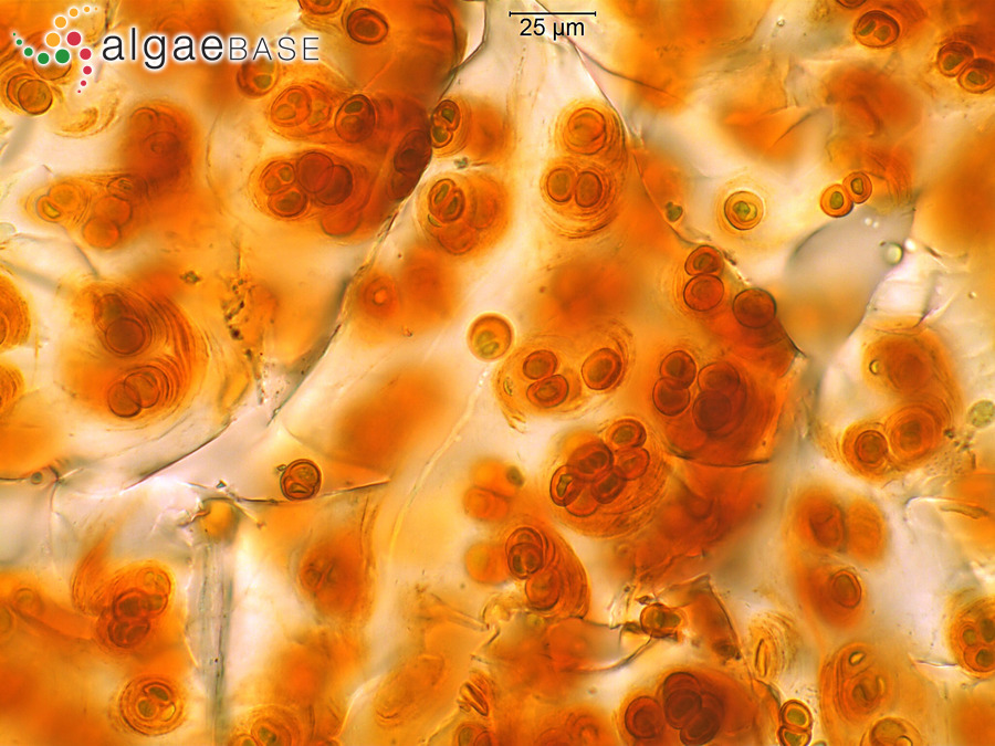 Gloeocapsopsis magma (Brébisson) Komárek & Anagnostidis ex Komárek