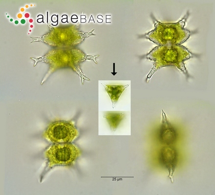 Staurastrum furcigerum (Brébisson) W.Archer