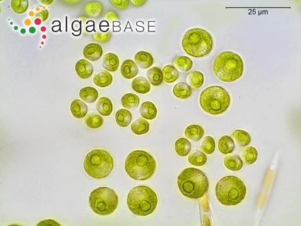 Tetraspora gelatinosa (Vaucher) Desvaux