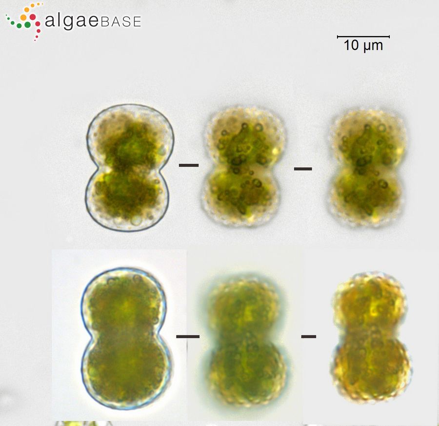 Cosmarium subexcavatum var. ordinatum West & G.S.West