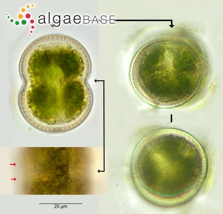 Cosmarium pseudoconnatum Nordstedt