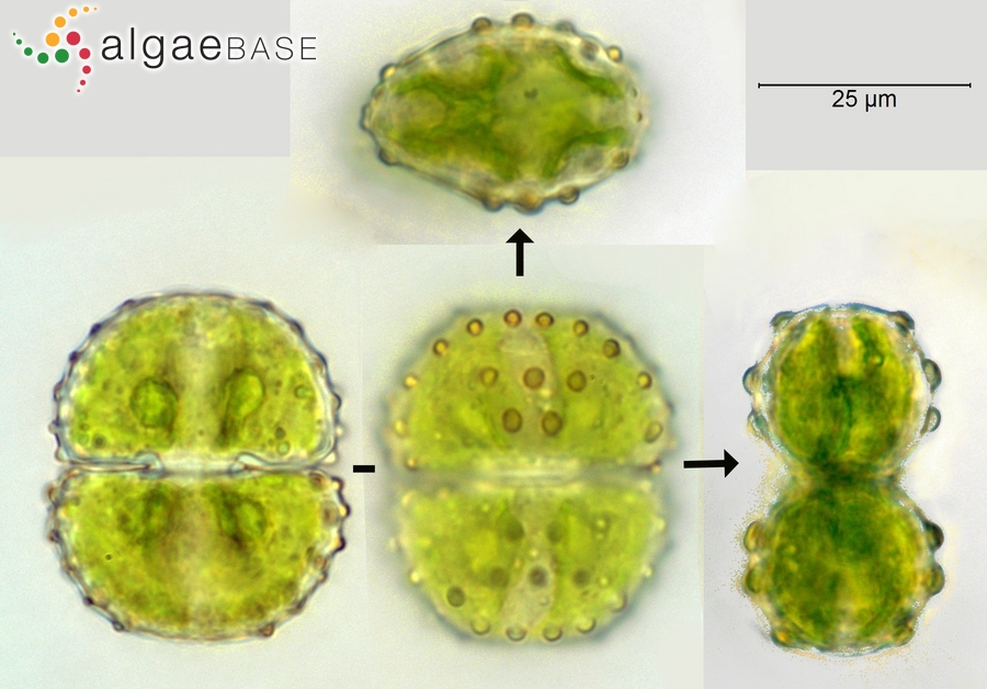 Cosmarium quinarium P.Lundell