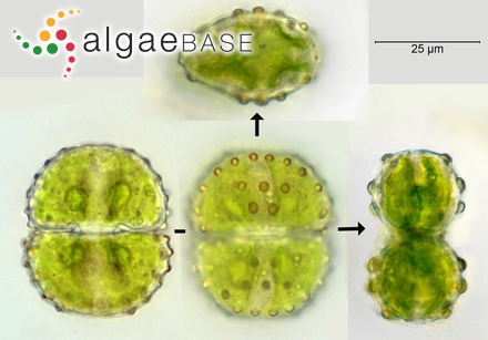 Cosmarium quinarium P.Lundell